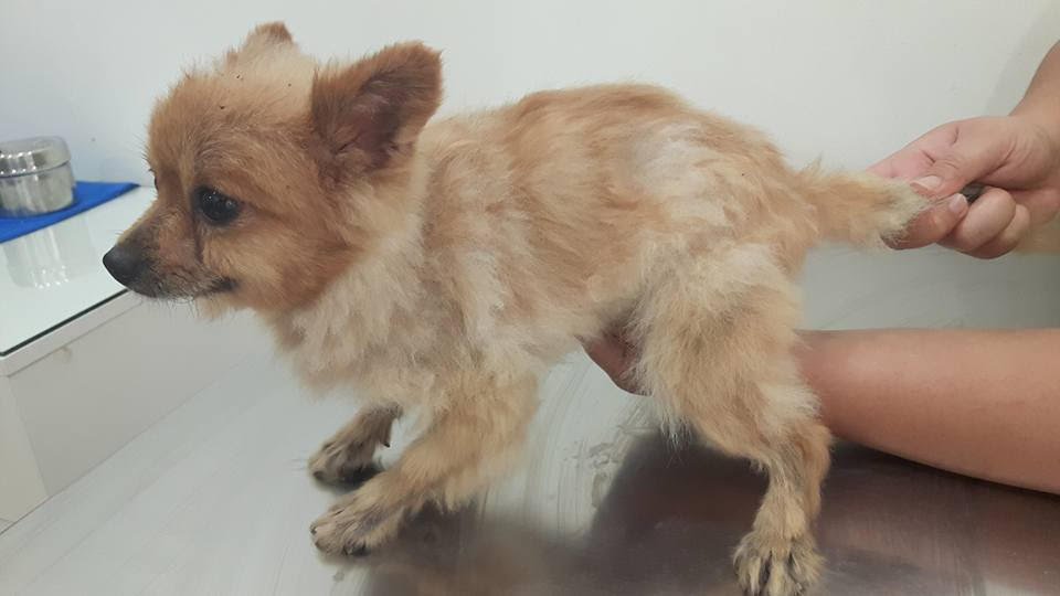 กรรมพันธุ์ก็ทำให้สุนัขเป็นไรขี้เรื้อนเปียกได้ กรรมพันธุ์ก็ทำให้สุนัขเป็นไรขี้เรื้อนเปียกได้